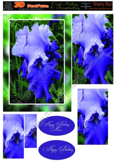 Blue lilly