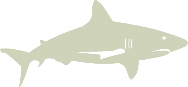 Large Shark